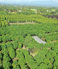 ���߻���